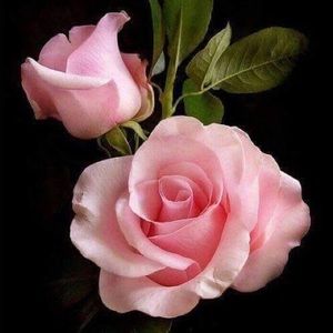 Meet your Posher, Nohemy